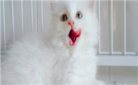高地是什么品种的猫?想知道的都来看看