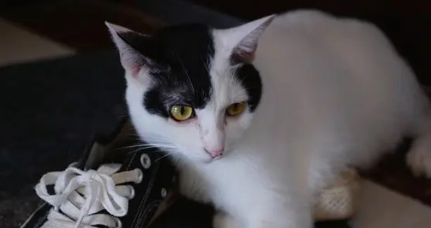 猫砂使用时,很多铲屎官都没注意这3个问题,难怪猫咪觉得不舒服 猫砂使用时,很多铲屎官都没注意这3个问题,难怪猫咪觉得不舒服