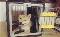 买狗笼子多少钱一个
