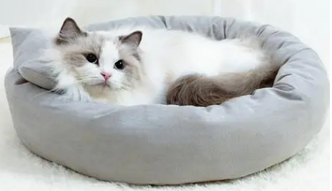 猫咪喜欢哪种窝