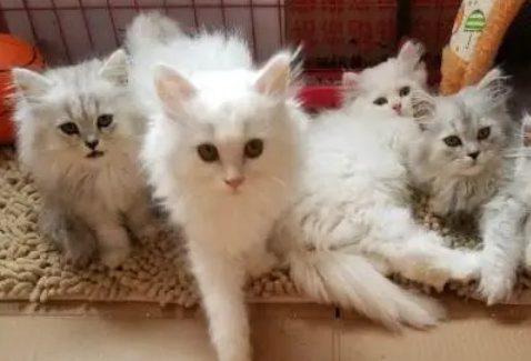 每日一问，高地立耳猫寿命是多久