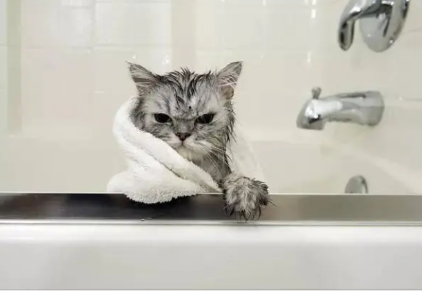给猫咪洗澡的正确方法!你做对了吗?
