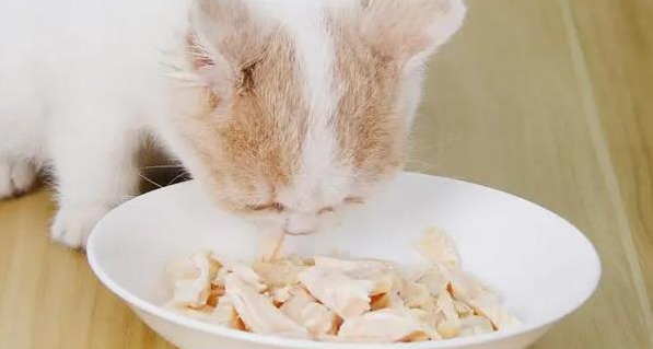 鸡胸肉煮多久给猫吃?铲屎官需知! 鸡胸肉煮多久给猫吃?铲屎官需知!