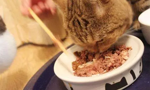 猫口炎阿莫西林和甲硝唑吃多少 猫口炎阿莫西林和甲硝唑吃多少