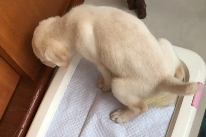 三个月狗狗训练尿垫 三个月狗狗训练尿垫