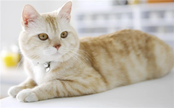 猫尿不尽是什么原因造成的? 你了解多少