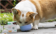 猫咪益生菌狗狗能吃吗