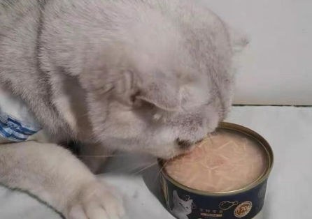 猫咪不吃猫罐头是怎么回事