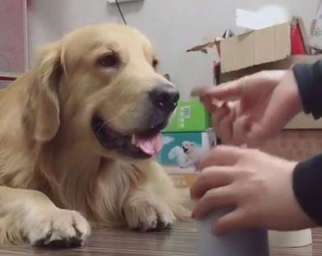 金毛猜中了主人的小把戏,下一秒傻眼了! 金毛猜中了主人的小把戏,下一秒傻眼了!