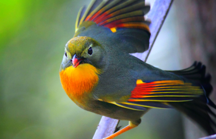 快来看看,相思鸟多少钱一只?