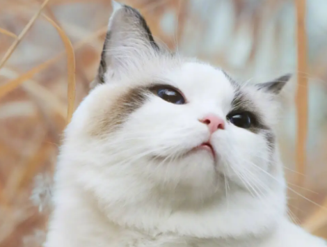 快来了解：人的脚气会传染给猫咪吗？