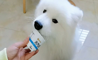 酸奶狗狗能喝吗