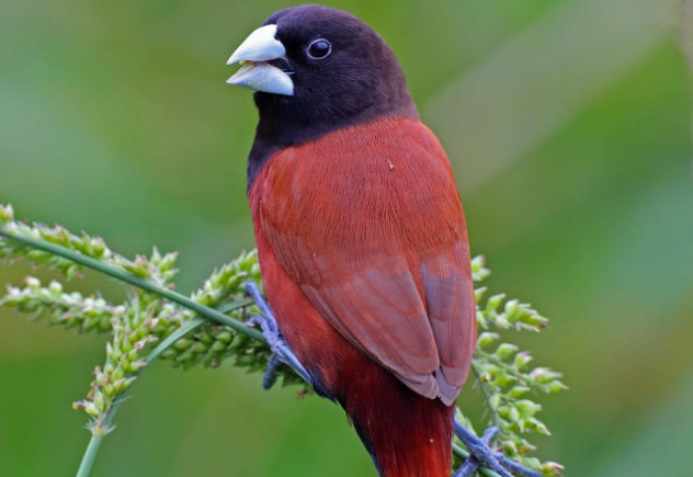 栗腹文鸟是保护动物吗?来看看吧-宠物网