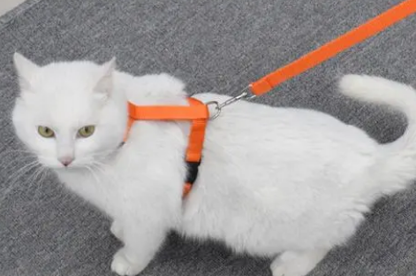 宠物猫牵引绳怎么戴 宠物猫牵引绳怎么戴