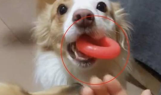 自从养了边牧,女主人经常被它戏弄:感觉智商受到了侮辱 自从养了边牧,女主人经常被它戏弄:感觉智商受到了侮辱