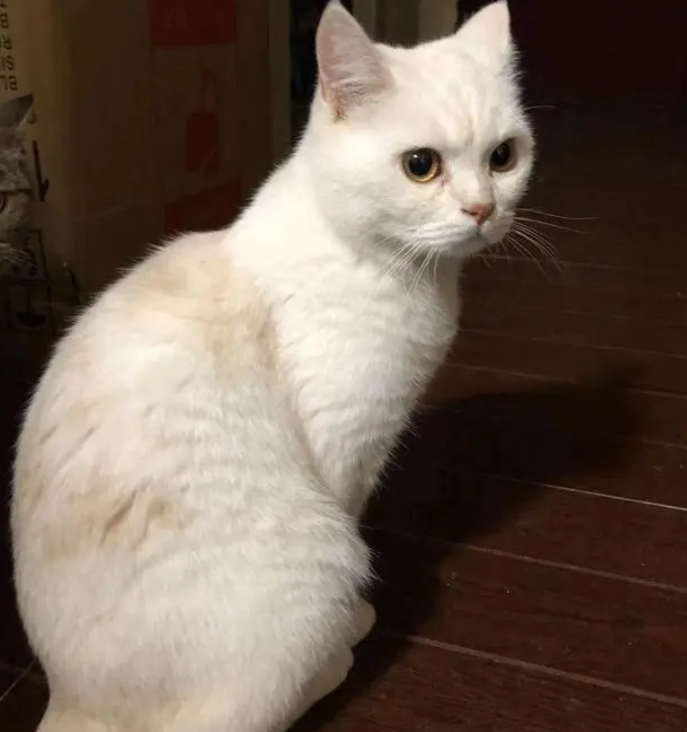 猫咪天生就会用猫砂吗？怎么训练幼猫使用猫砂呢？