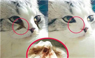猫的眼睛流褐色分泌物，有没有办法治疗？