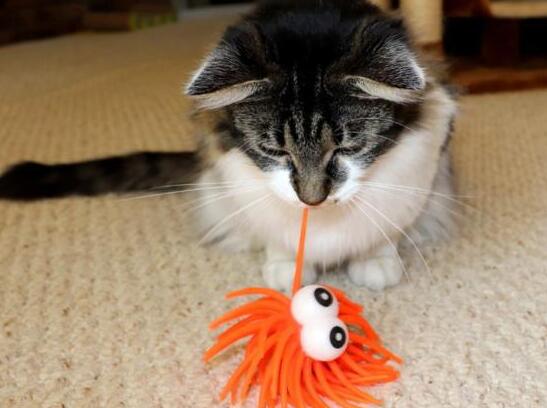 猫玩具多少钱一个 猫玩具多少钱一个