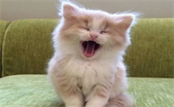 幼猫能吃猫罐头么?养猫前的饮食准备