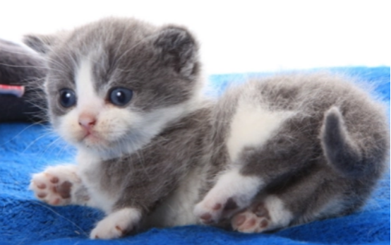 刚出生的猫一直叫是为什么？这里有你想要的答案