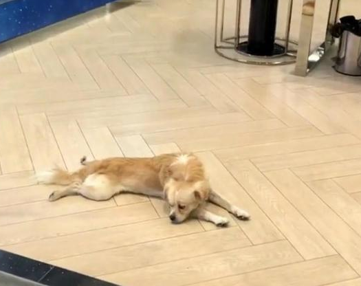 忠犬飞机场等主人一年,把塑料瓶当玩具 忠犬飞机场等主人一年,把塑料瓶当玩具