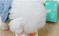 宠物肠胃不好吃什么药