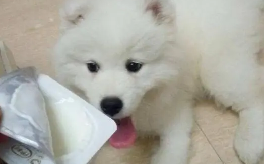 狗狗能喝酸奶吗