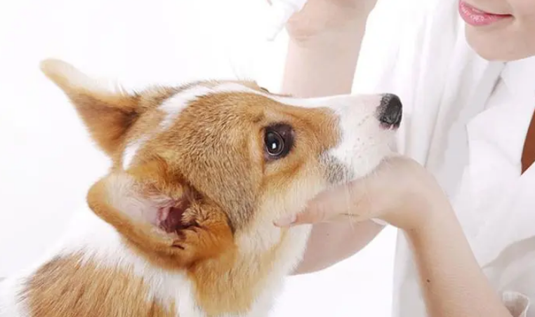 怎么给宠物滴眼药水?你需要知道的小技巧 怎么给宠物滴眼药水?你需要知道的小技巧