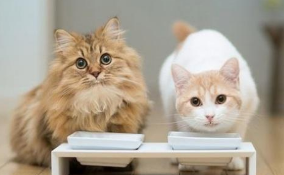 猫罐头多少钱一罐正常