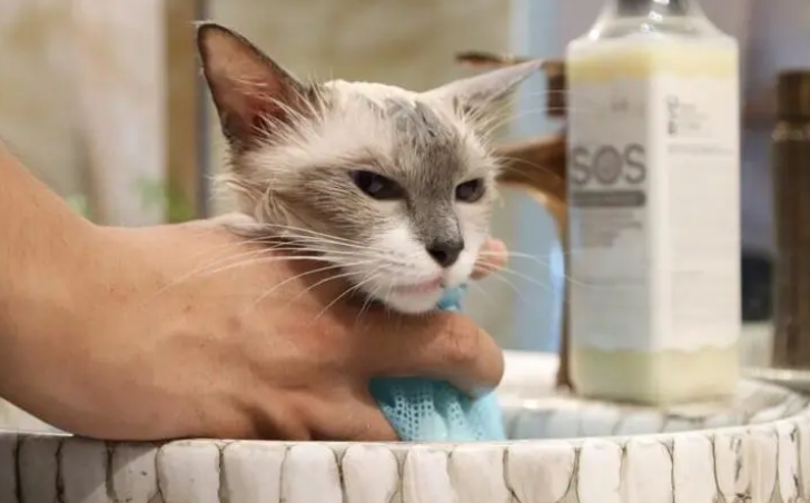 宠物猫能用人的沐浴露洗澡吗