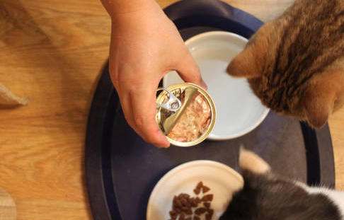 猫拉肚子吃罐头还是猫粮