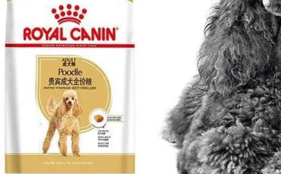 什么狗粮适合泰迪更好