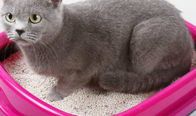 18l猫砂是多少斤 18l猫砂是多少斤