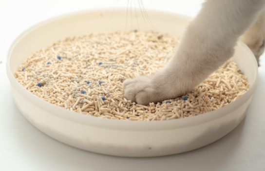 猫砂要定期更换吗 猫砂要定期更换吗