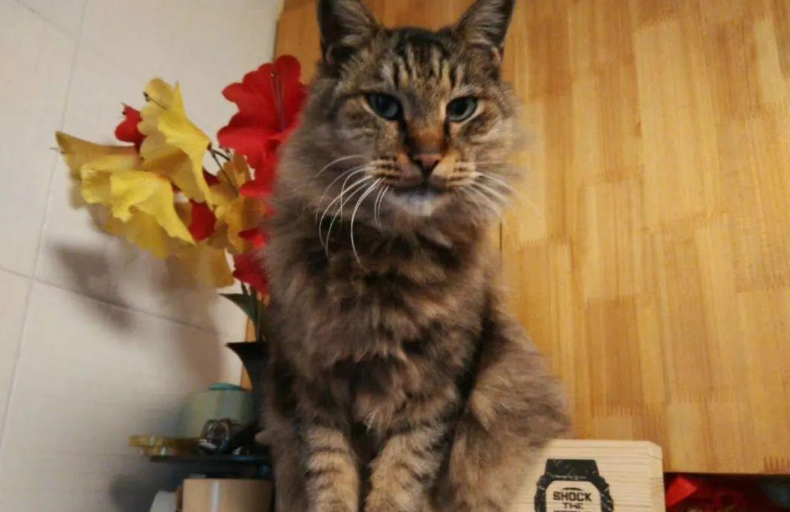 苏州偷猫曝光!当事人被偷猫贼拖行致脑震荡 苏州偷猫曝光!当事人被偷猫贼拖行致脑震荡