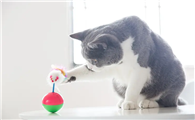 猫咪还有哪些玩具 猫咪还有哪些玩具