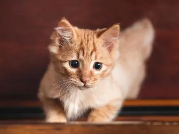 养宠分享：猫益生菌哪个牌子好一点