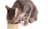 不容易拉稀的猫罐头