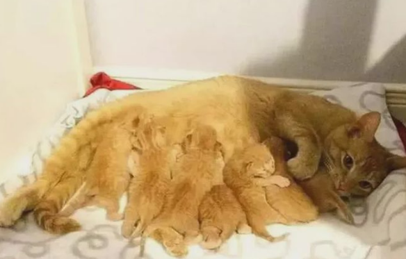 肥橘猫生下小橘猫后,主人表示心塞 肥橘猫生下小橘猫后,主人表示心塞