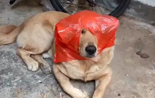 狗吃塑料袋能拉出来吗?一篇文章告诉你 狗吃塑料袋能拉出来吗?一篇文章告诉你