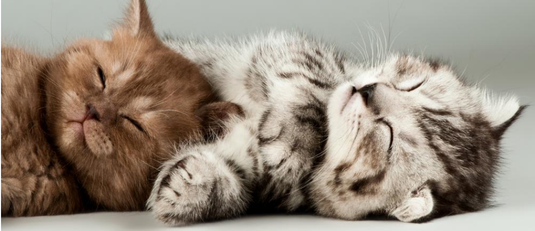 10元一斤的猫粮