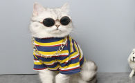 宠物衣服加工厂哪里有