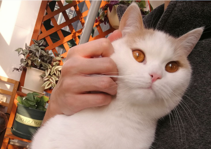 猫太馋怎么办？本文替你解答