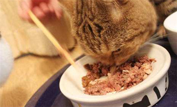 猫咪罐头哪个牌子好性价比高 猫咪罐头哪个牌子好性价比高
