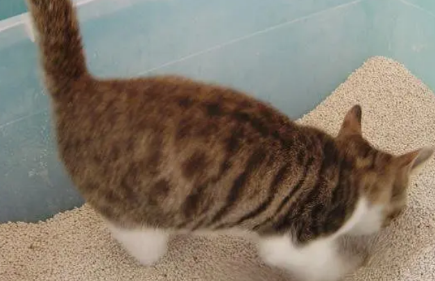 猫砂是什么东西