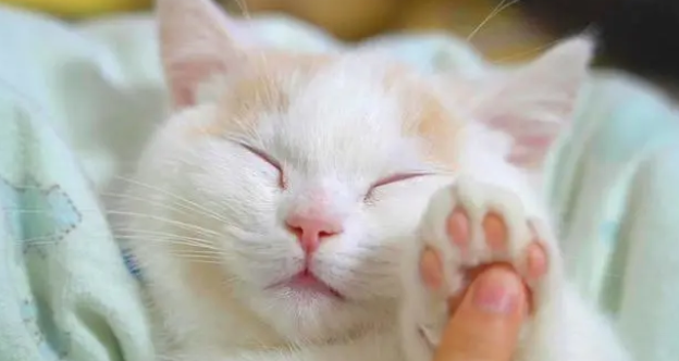 猫咪能不能喝奶粉呢 猫咪能不能喝奶粉呢