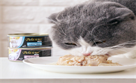 猫罐头一般多少钱 猫罐头一般多少钱