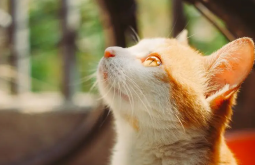 猫咪呕吐吃什么药？一起来看看吧