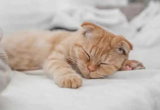 猫咪打呼噜像有痰一样怎么回事?此处有解答 猫咪打呼噜像有痰一样怎么回事?此处有解答