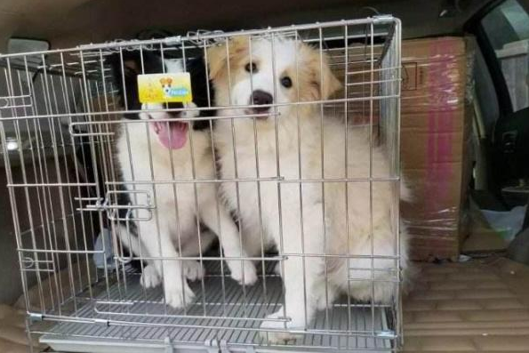 狗狗围栏好还是笼子好
